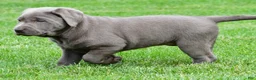 Labrador Retriever dogs for sale: Bella - Ad 6