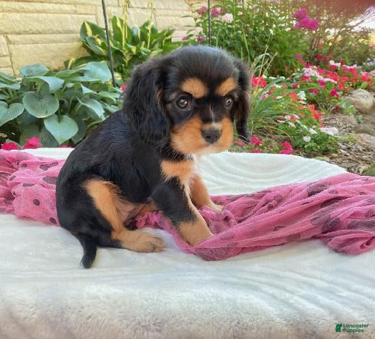 Cavalier King Charles Spaniel dogs Melody - Ad 2