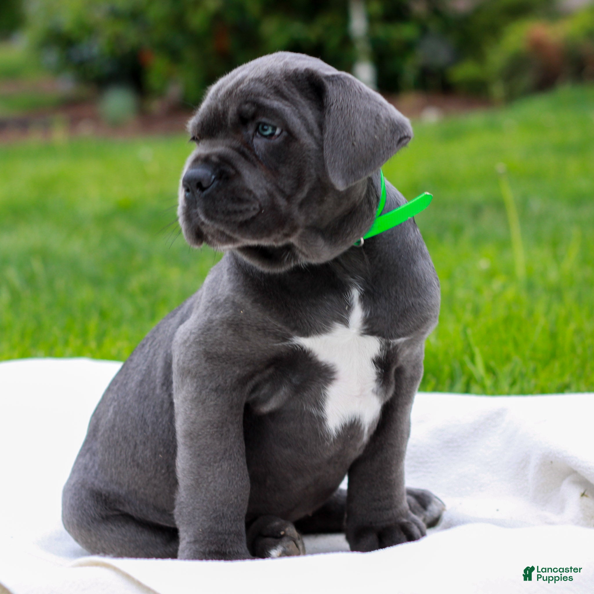 Cane Corso dogs Felicity  - Ad 2