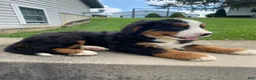 Bernese Mountain Dog dogs for sale: Rusty - Ad 7