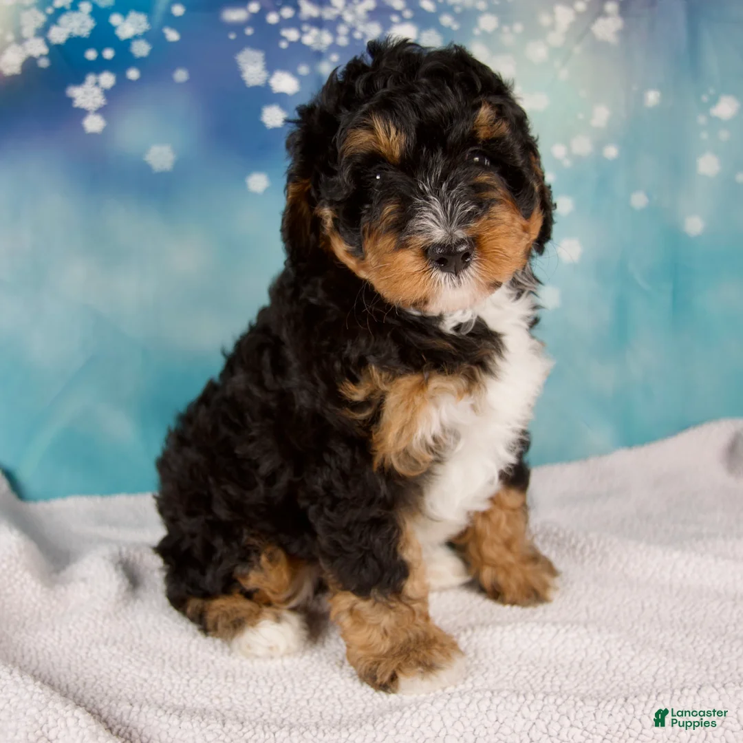 Mini Bernedoodle dogs for sale: Caiden - Ad 5