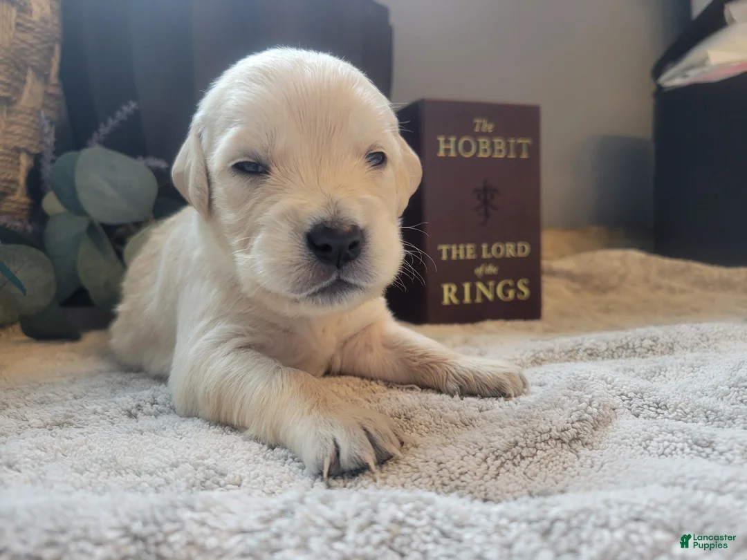 Golden Retriever dogs for sale: Arwen, Champion Sired - Ad 1