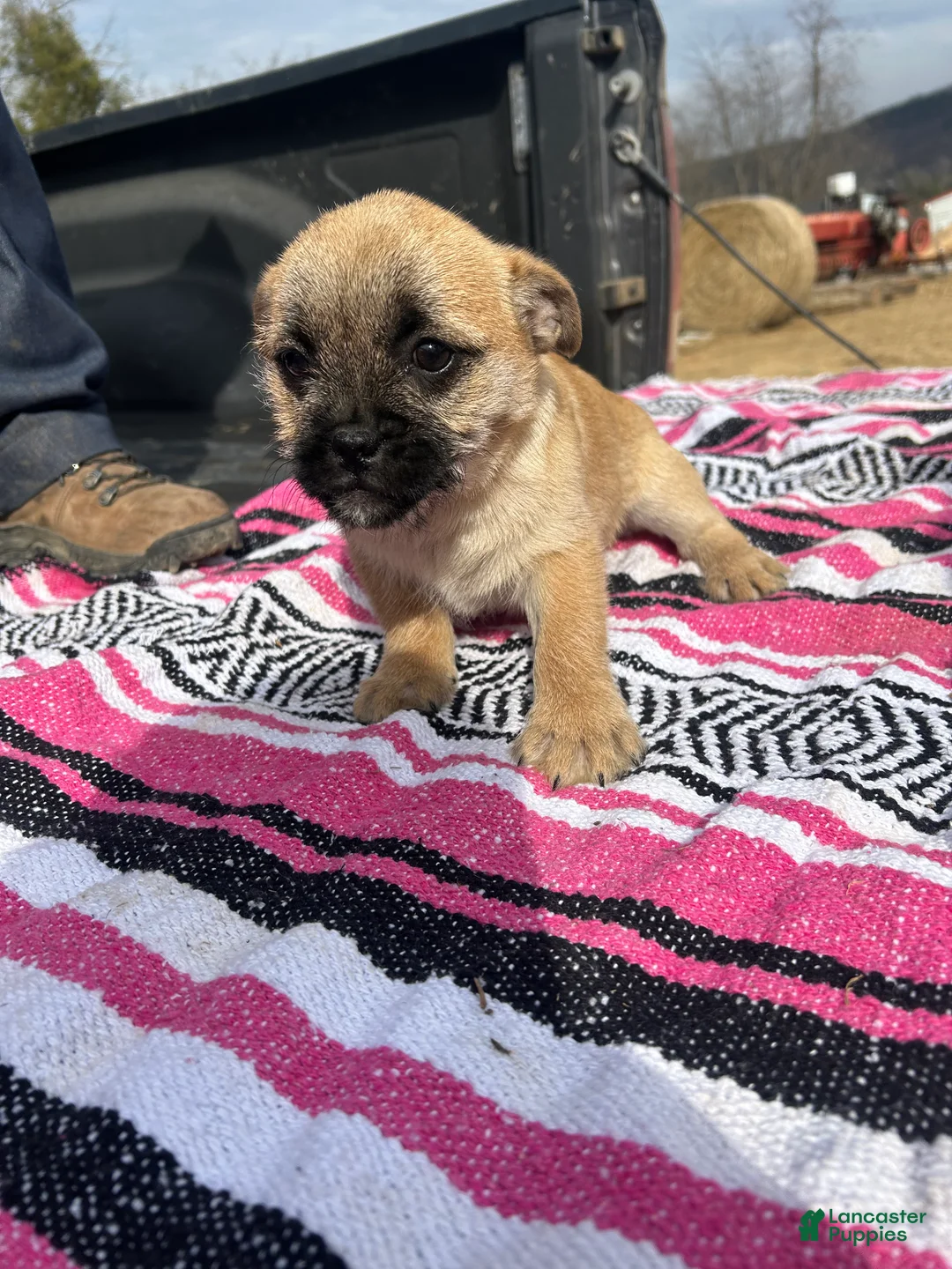 Mixed Breed dogs for sale: Butterscotch - Ad 1