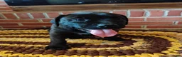 Mixed Breed dogs for sale: Lewis - Ad 3