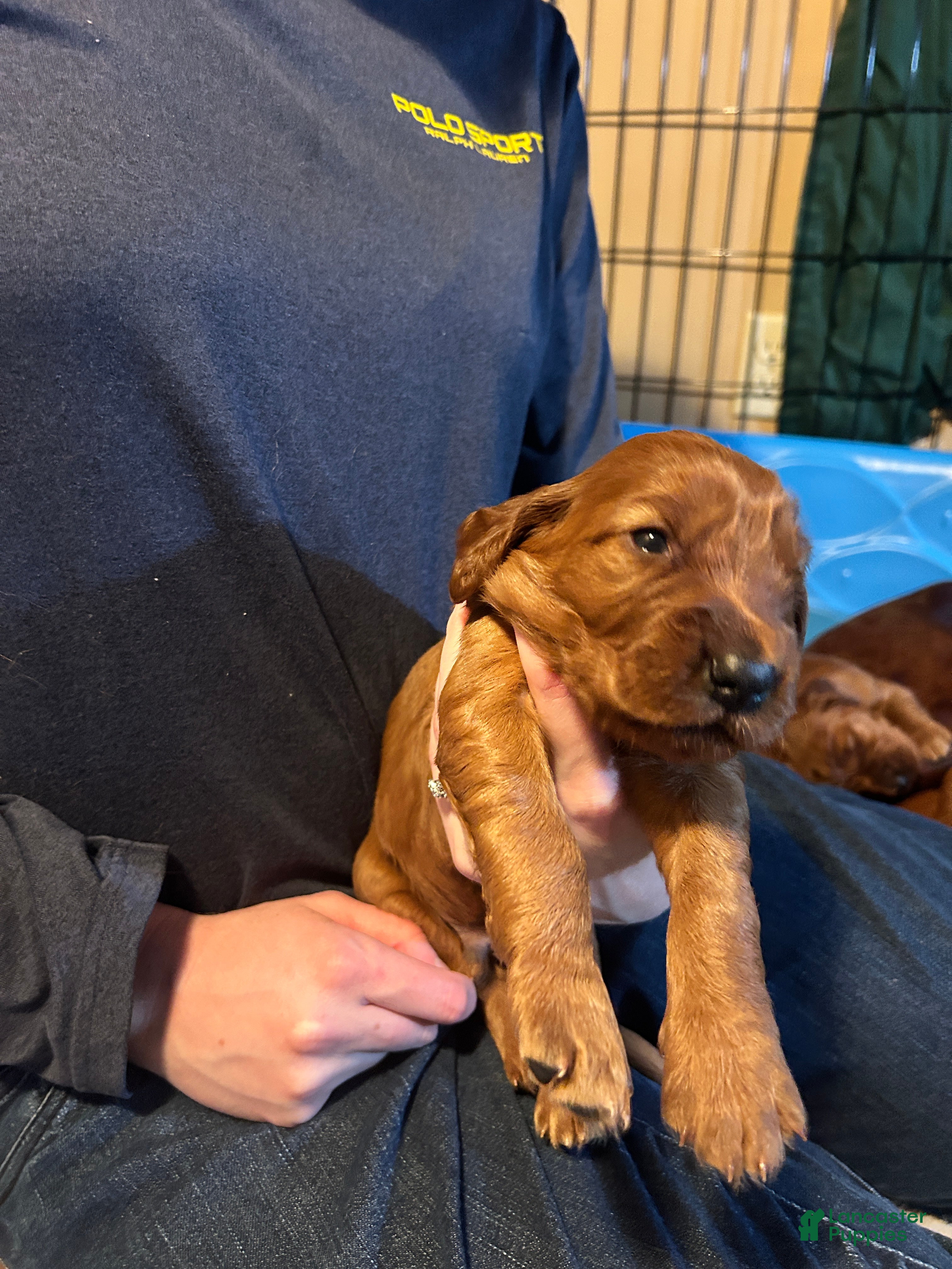 Irish Setter dogs Irish Setter Puppy 3 - Ad 14