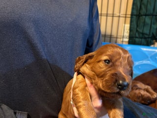 Irish Setter dogs Irish Setter Puppy 3 - Ad 14