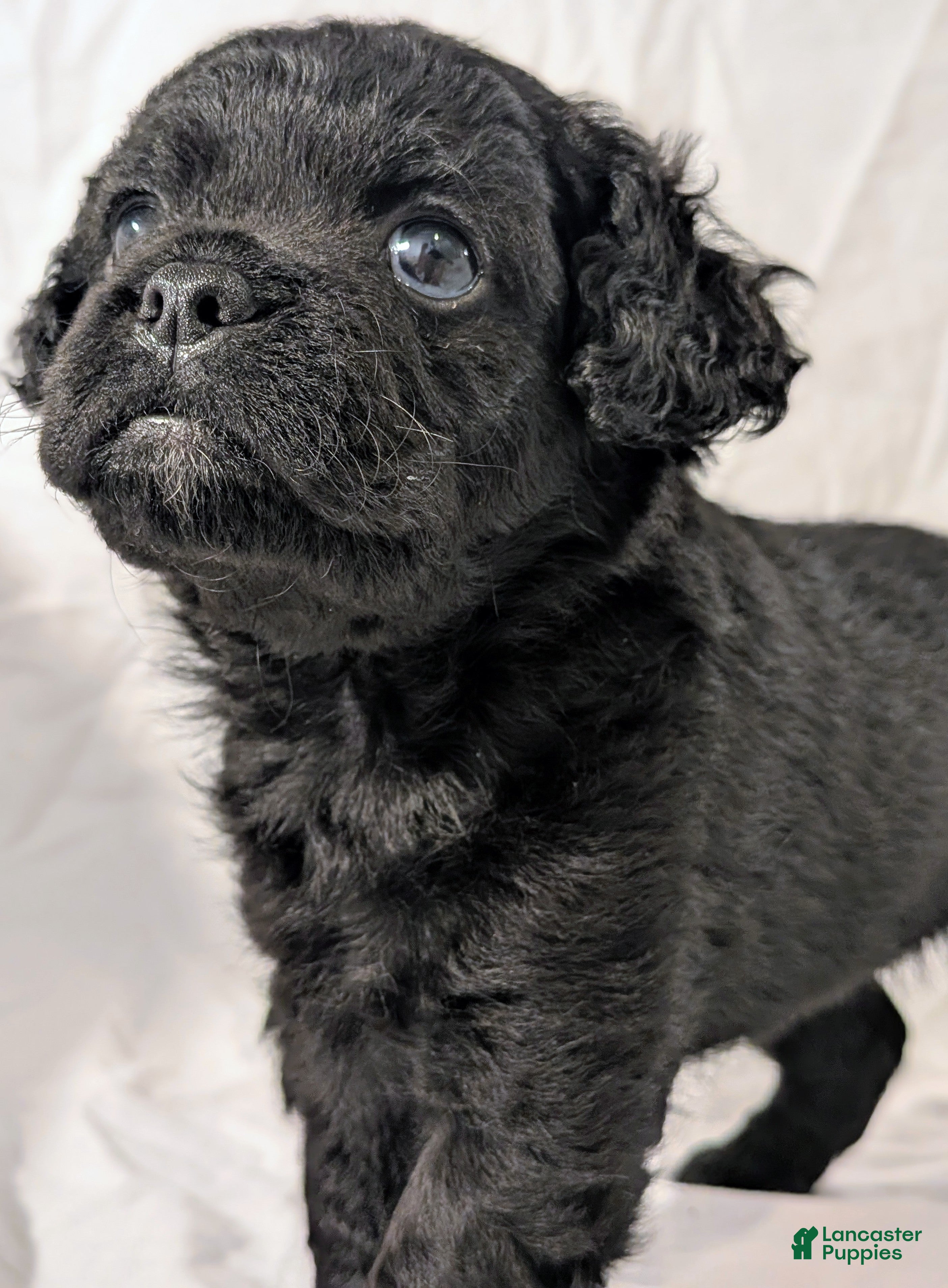 Mixed Breed dogs Coalie - Ad 2