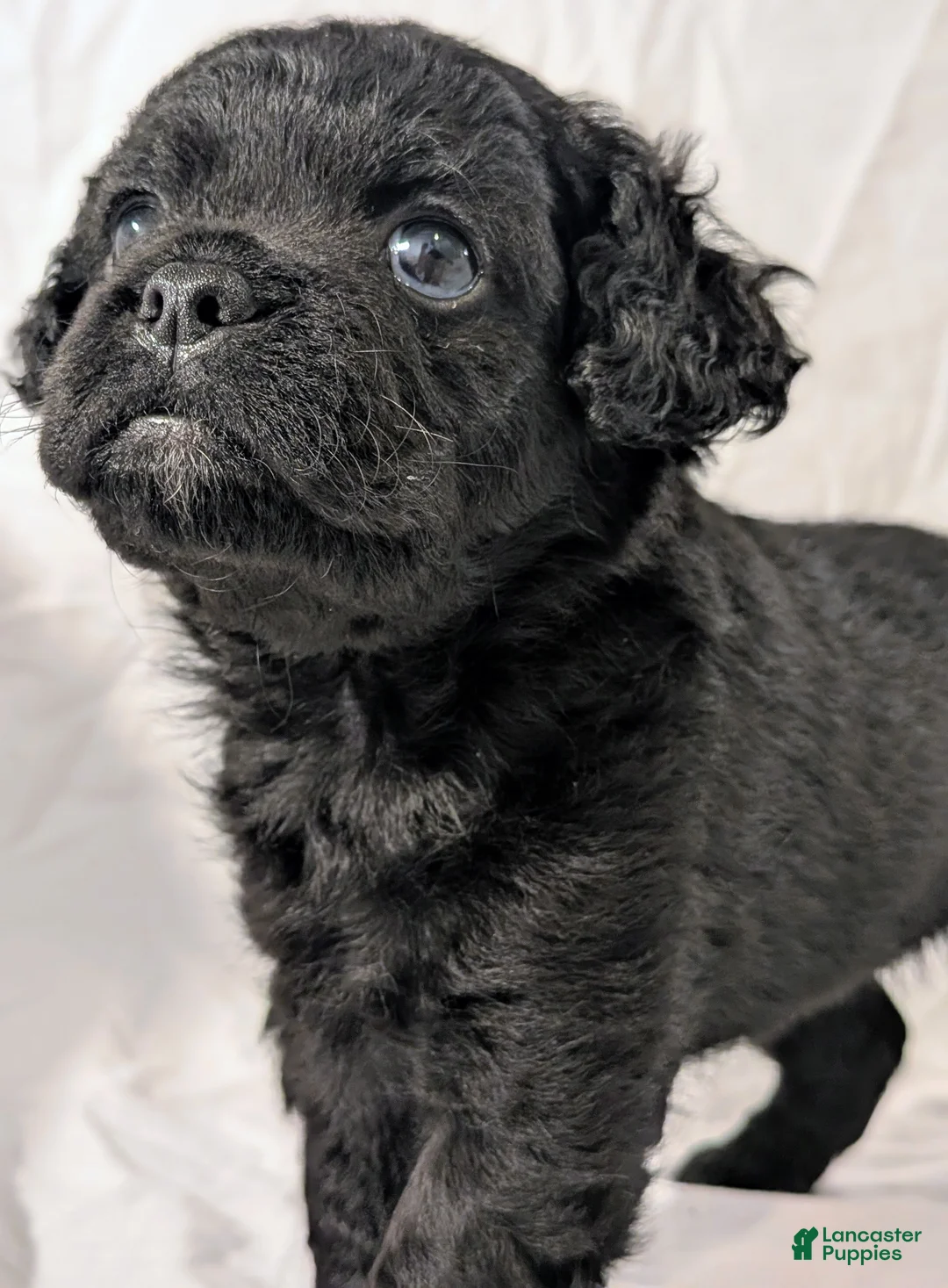 Mixed Breed dogs for sale: Coalie - Ad 2