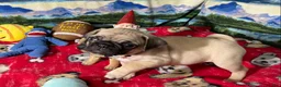 Pug dogs for sale: Billy - Ad 6