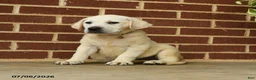 Labrador Retriever dogs for sale: Betty   - Ad 3