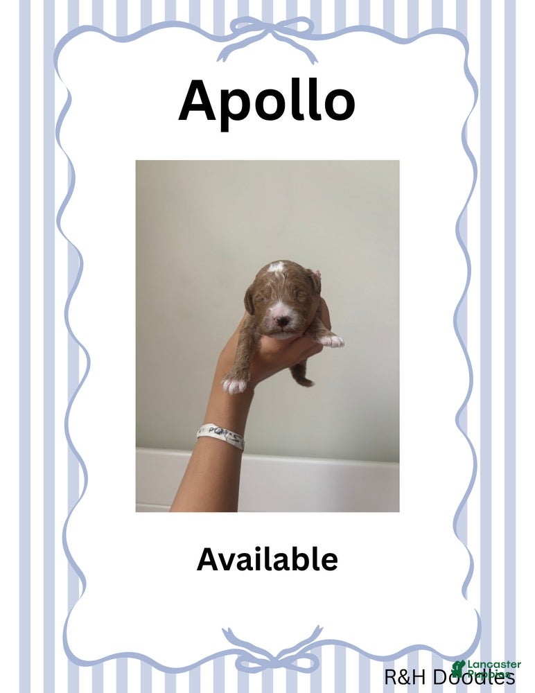 Mini Goldendoodle dogs for sale: Apollo - Ad 2