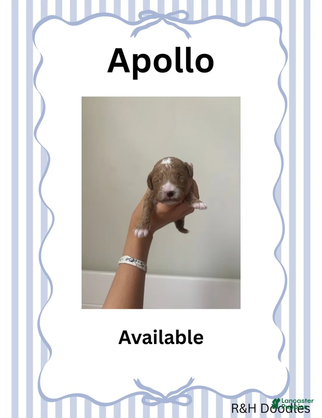 Mini Goldendoodle dogs for sale: Apollo - Ad 1