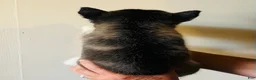 Siberian Husky dogs for sale: Siberian Husky 3 Asher - Ad 8