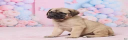 English Mastiff dogs for sale: Dexter - Ad 2