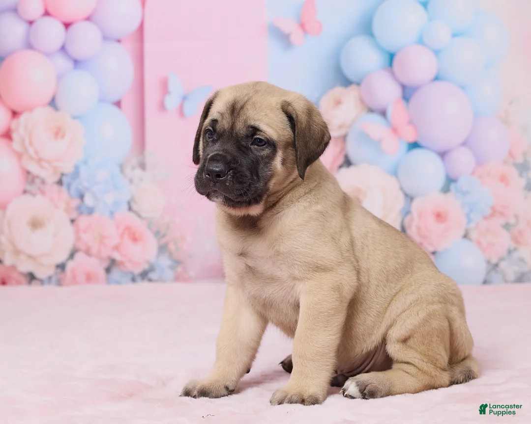 English Mastiff dogs for sale: Dexter - Ad 2