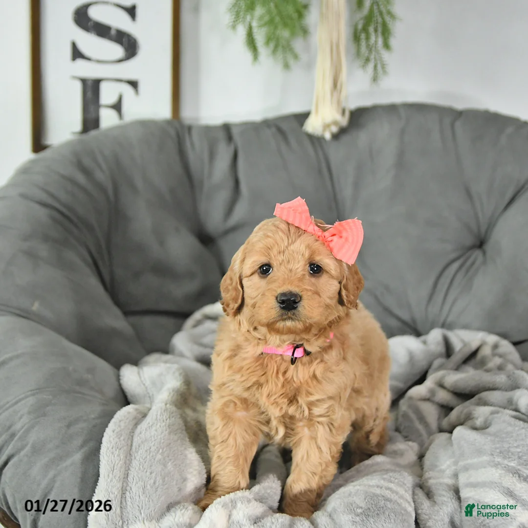 Mini Goldendoodle dogs for sale: Sweetheart - Ad 1
