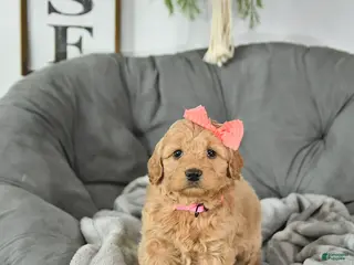 Mini Goldendoodle dogs Sweetheart - Ad 28