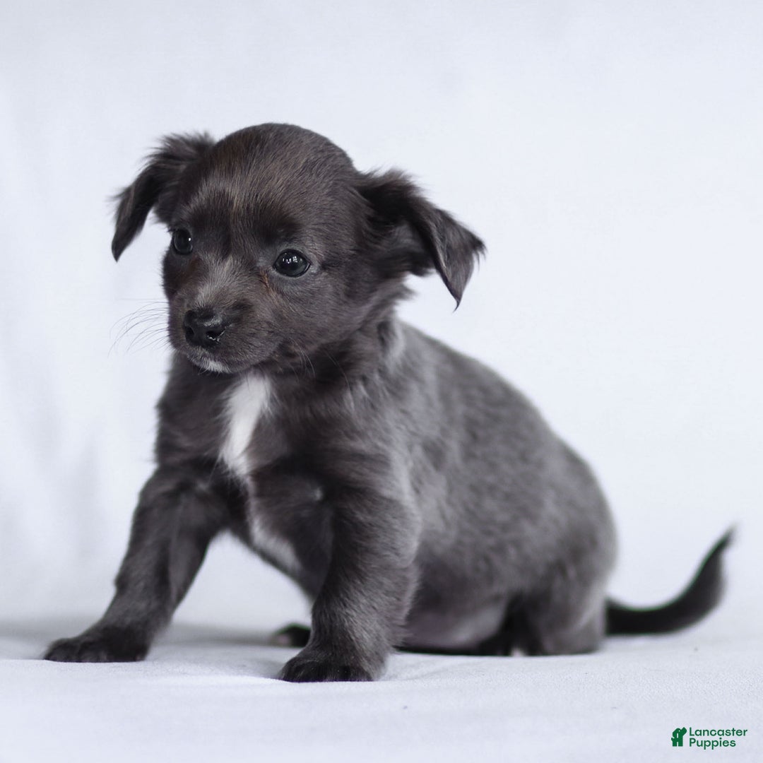 Chihuahua dogs for sale: Penny - Ad 9