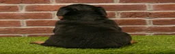 Rottweiler dogs for sale: Rocky - Ad 6