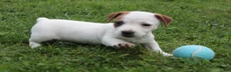 Jack Russell Terrier dogs for sale: Ace - Ad 4