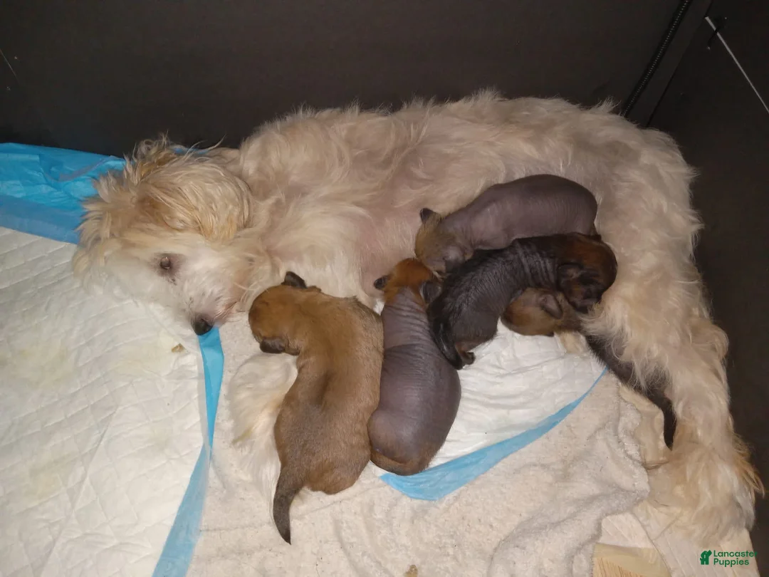 Gallery Image {{count}}