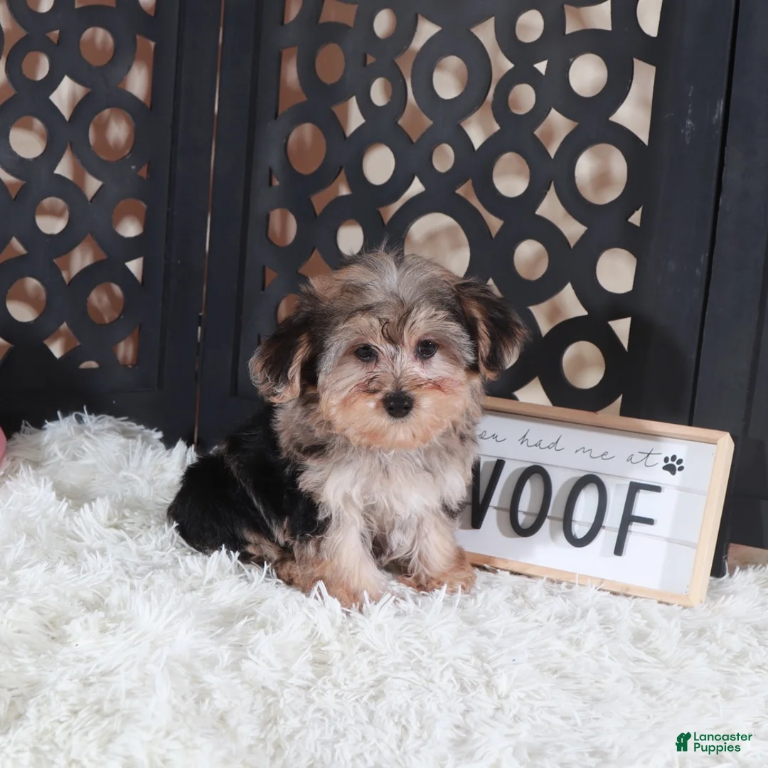 Yorkiepoo dogs for sale: Yorkiepoo Puppy Kiara - Ad 2