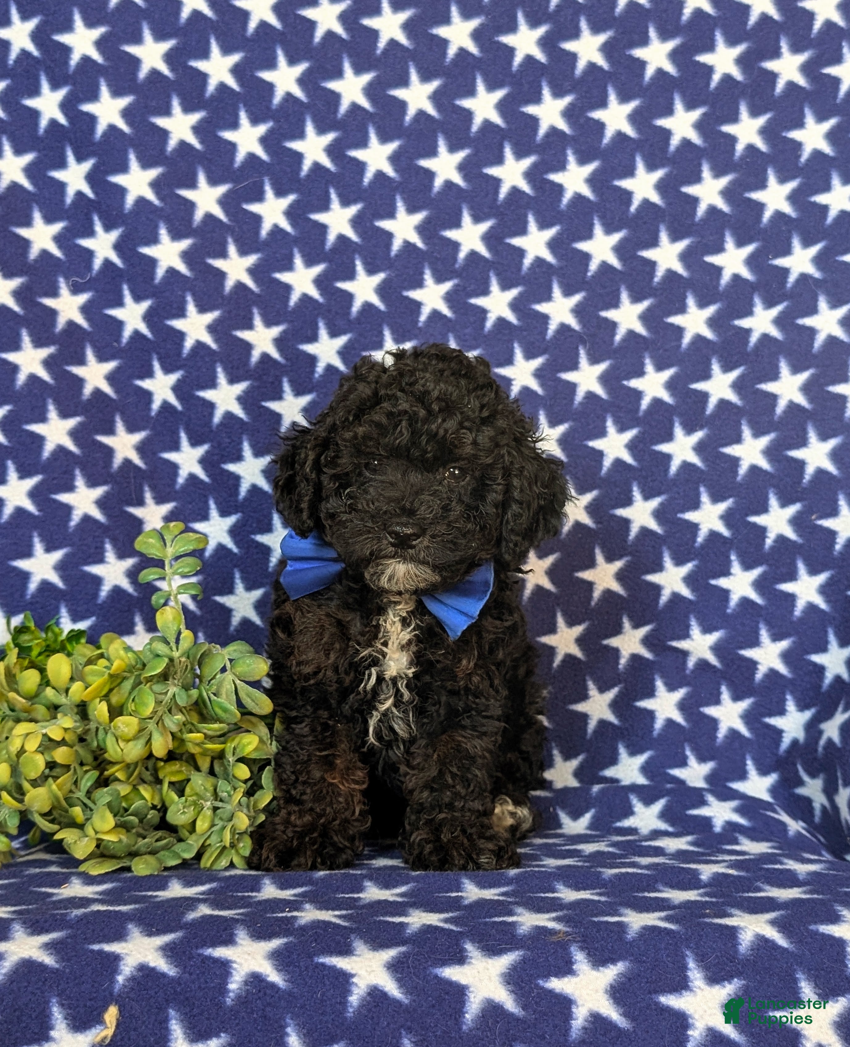 Toy Poodle dogs Corben 7 lbs Full Grown - Ad 2