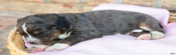 Bernedoodle dogs for sale: Mopsy - Ad 2