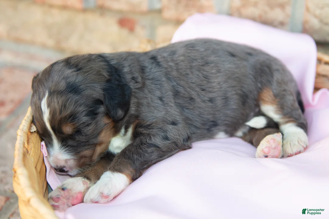Bernedoodle dogs for sale: Mopsy - Ad 2