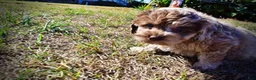 Havapoo dogs for sale: Picasso - Ad 24