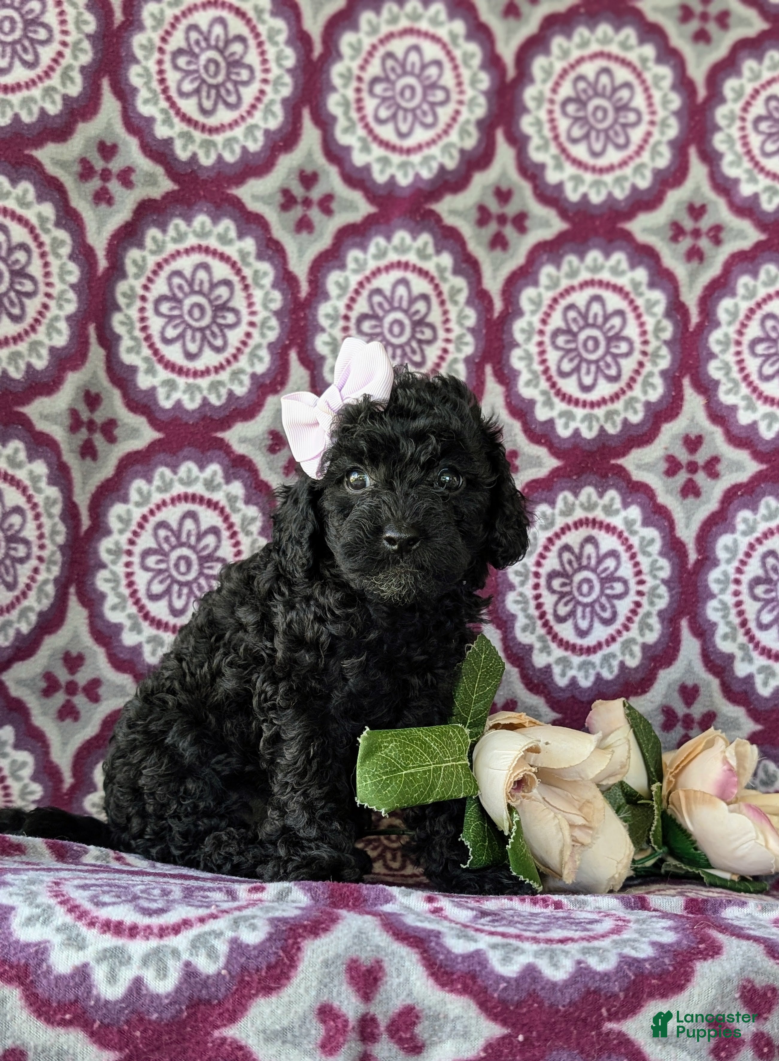 Cockapoo dogs Brin Hypoallergenic - Ad 2