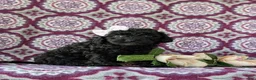 Cockapoo dogs for sale: Brin Hypoallergenic - Ad 3