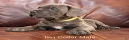Cane Corso dogs for sale: Cane Corso Puppy Male Tan Collar - Ad 5