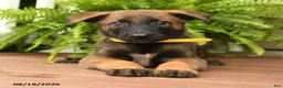 Belgian Malinois dogs for sale: Allie - Ad 3