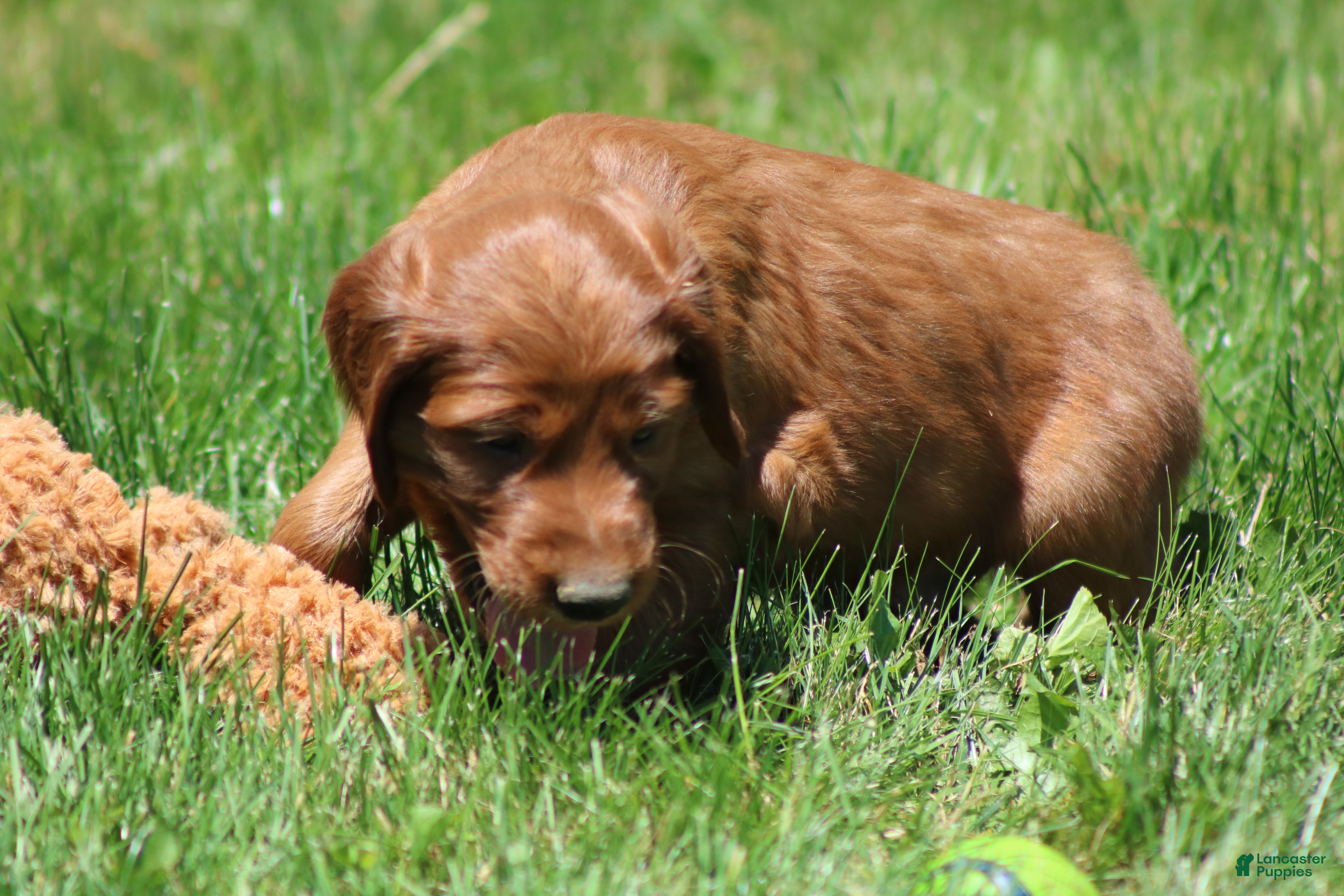 Irish Setter dogs for sale: Theo - Ad 3