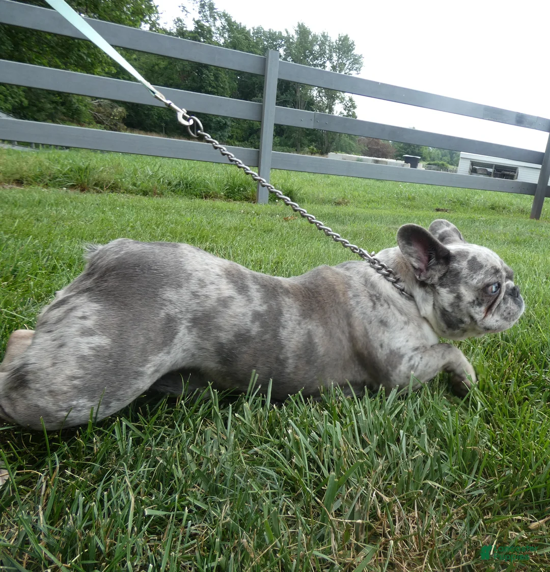 French Bulldog dogs for sale: French Bulldog 1 Skyler - Ad 2