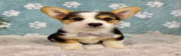 Welsh Corgi Pembroke dogs for sale: Beckham - Ad 2