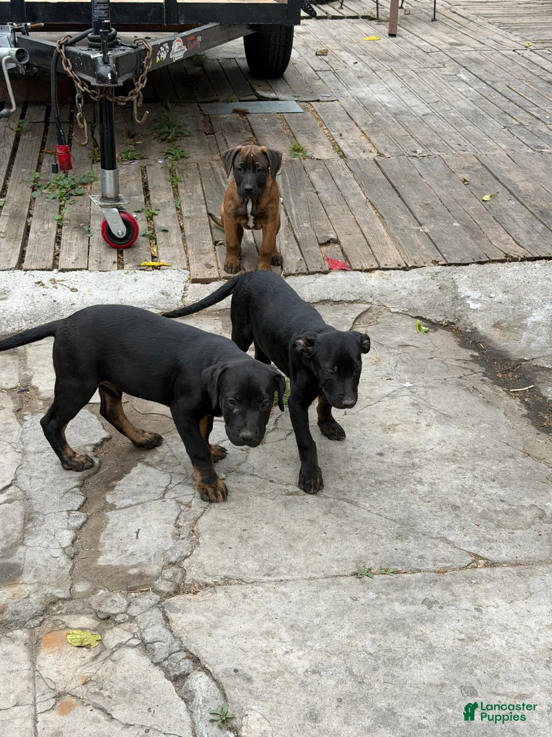 Mixed Breed dogs for sale: Mixed Breed Puppy 3 - Ad 4