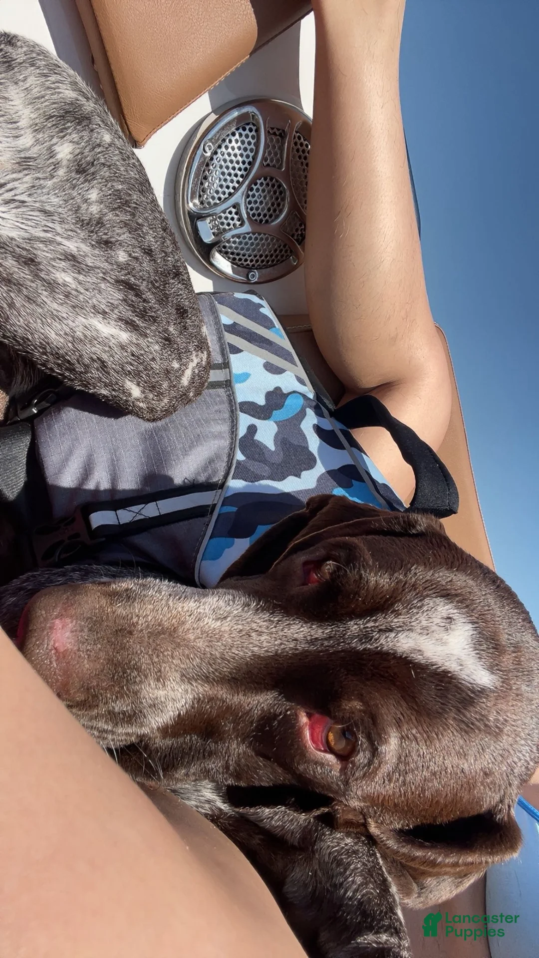 German Shorthaired Pointer dogs for sale: German Shorthaired Pointer 1 - Ad 2