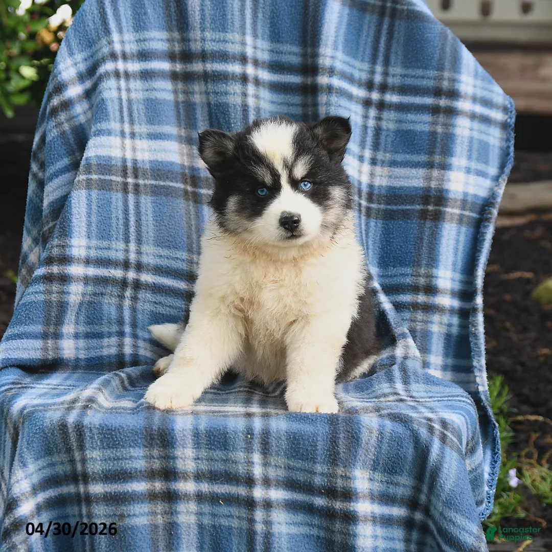 Pomsky dogs for sale: Tundra - Ad 2