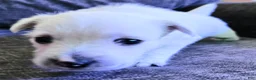 West Highland Terrier dogs for sale: West Highland Terrier - Ad 2