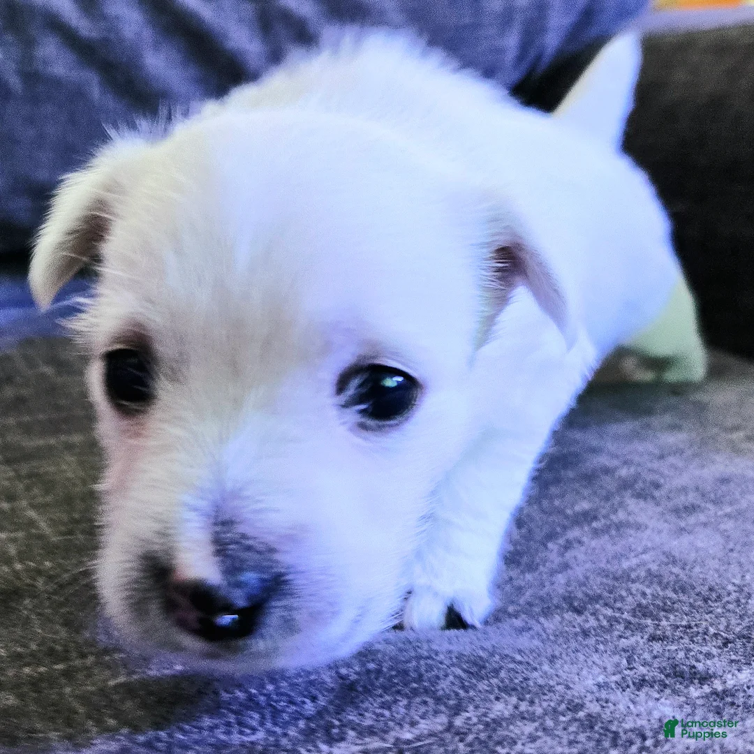 West Highland Terrier dogs for sale: West Highland Terrier - Ad 2