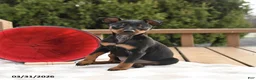 Miniature Pinscher dogs for sale: Twix - Ad 4
