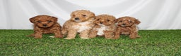Toy Poodle dogs for sale: Asher - Ad 9