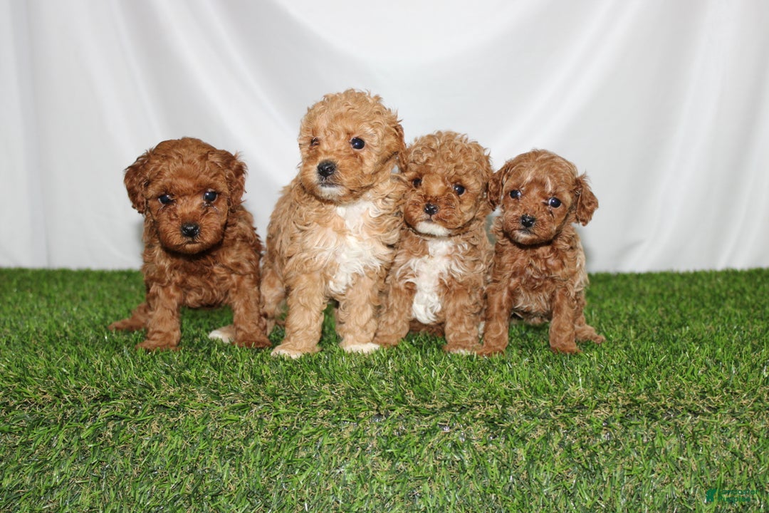 Toy Poodle dogs for sale: Asher - Ad 9