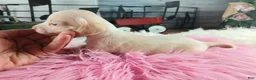 Dachshund dogs for sale: Nationwide delivery. Sugar pies piebald girl chocolate nose - Ad 3