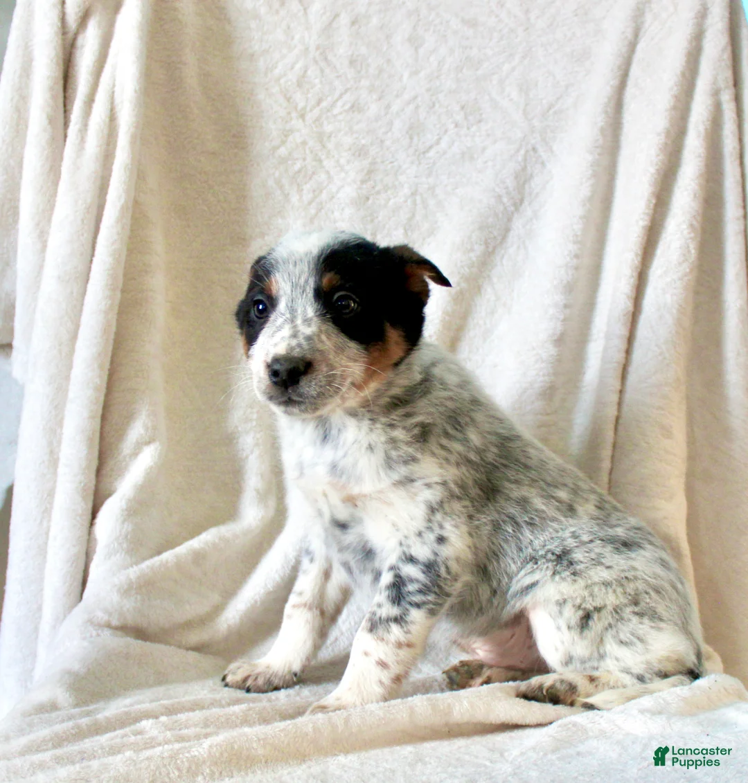 Australian Cattle Dog dogs for sale: Rocket  - Ad 3