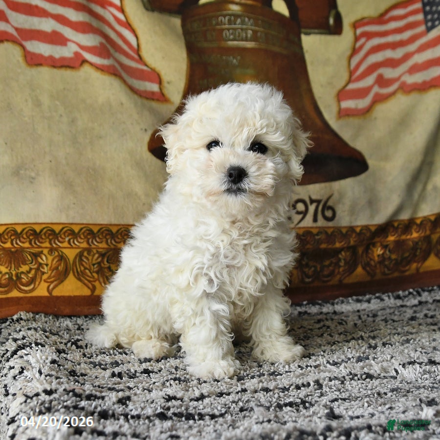 Bichon Frise dogs Ace - Ad 1
