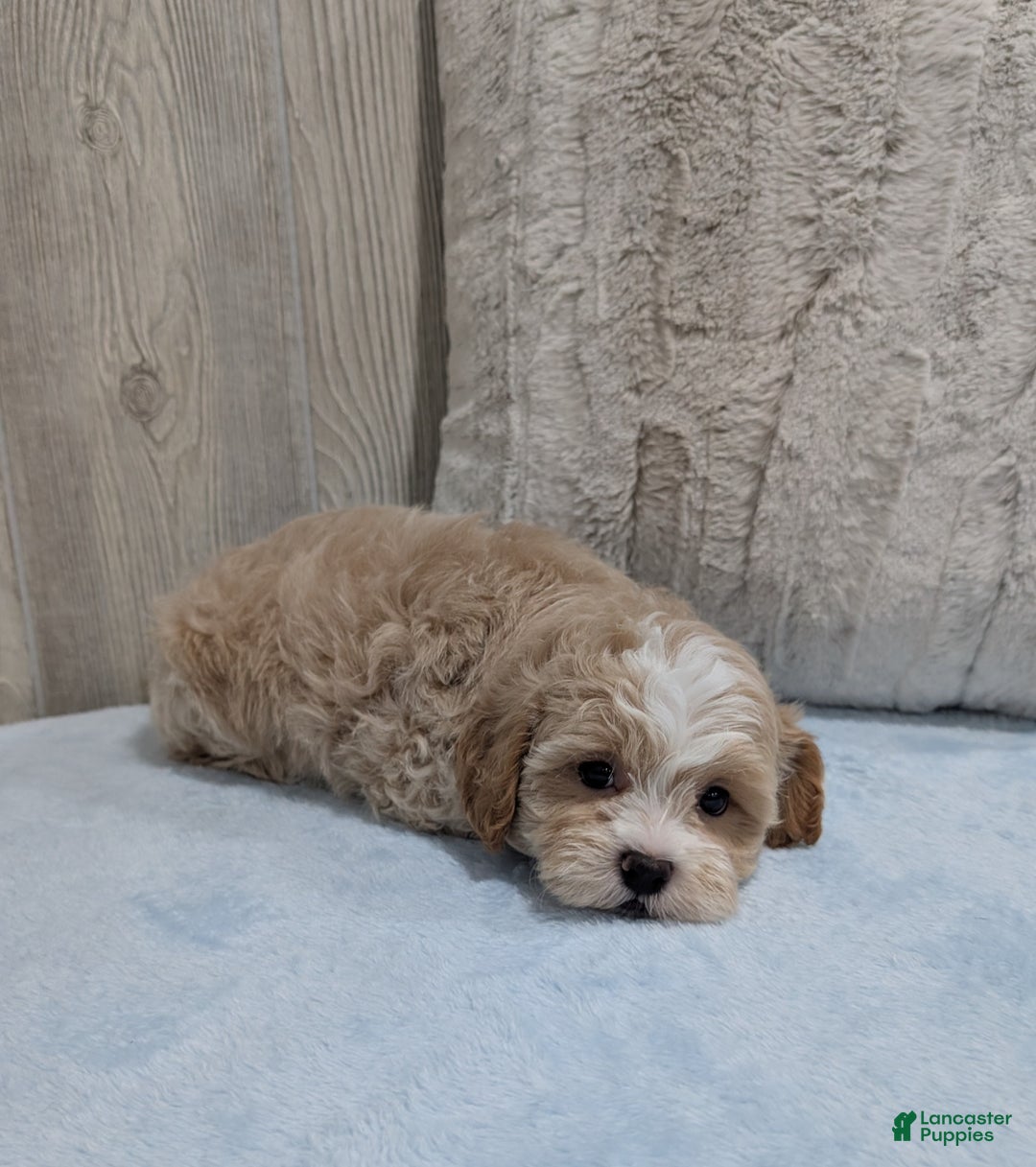 Shihpoo dogs for sale: Bingo - Ad 4