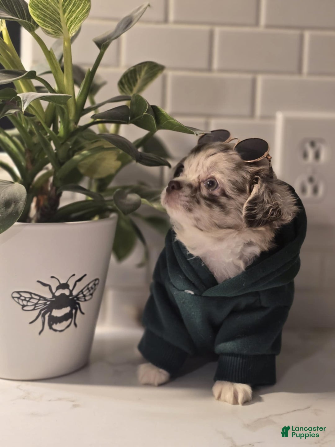 Chihuahua dogs for sale: Donnie - Ad 4